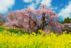 三春滝桜Ⅱ