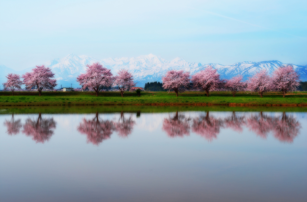 春霞な桜景