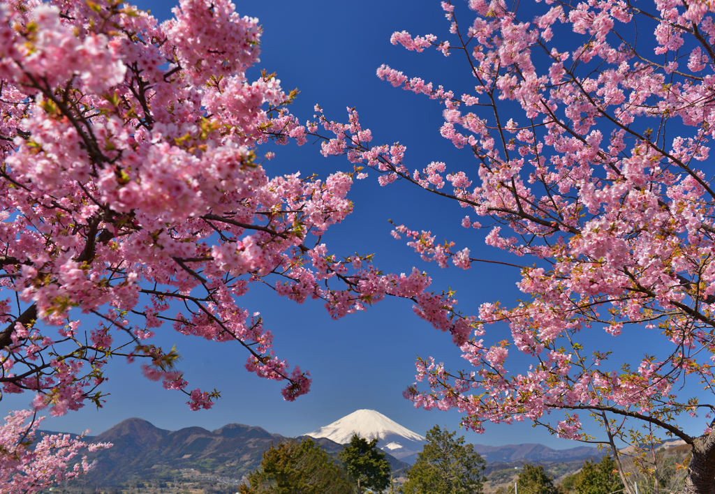 春彩河津桜と富士Ⅲ