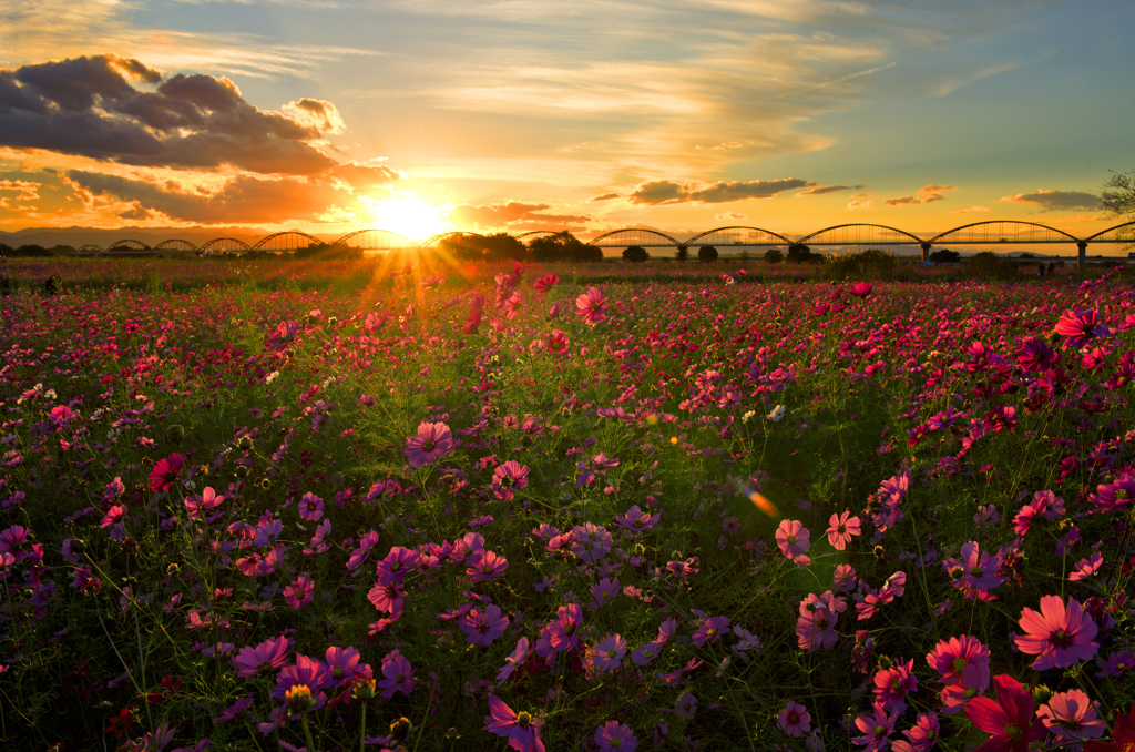 夕焼け秋桜