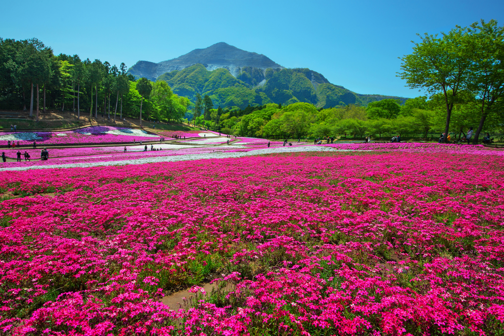 秩父芝桜
