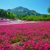 秩父芝桜
