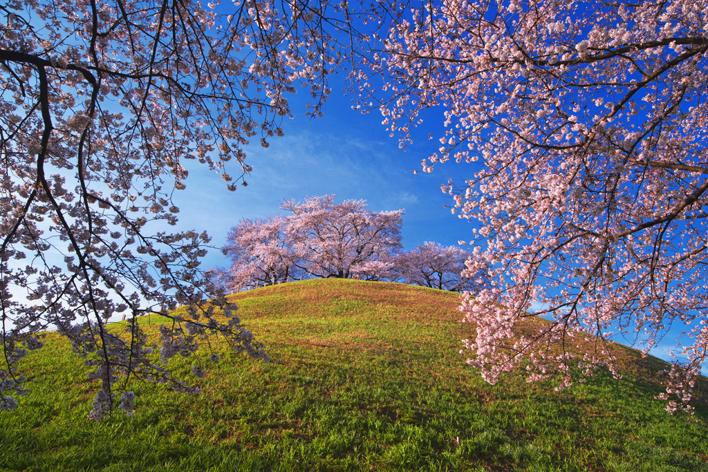 古墳桜