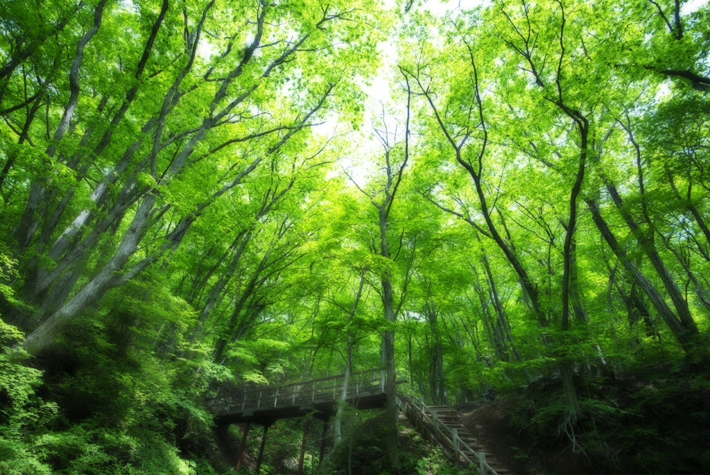 那須の森