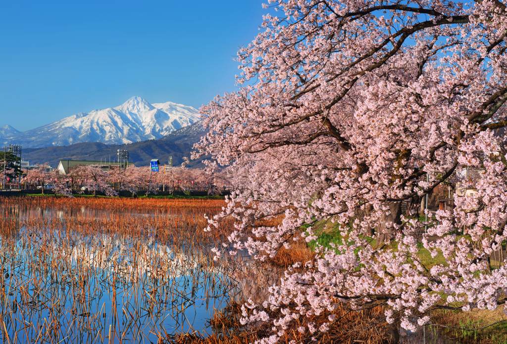 春かなる山の呼び声Ⅱ