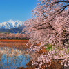 春かなる山の呼び声Ⅱ