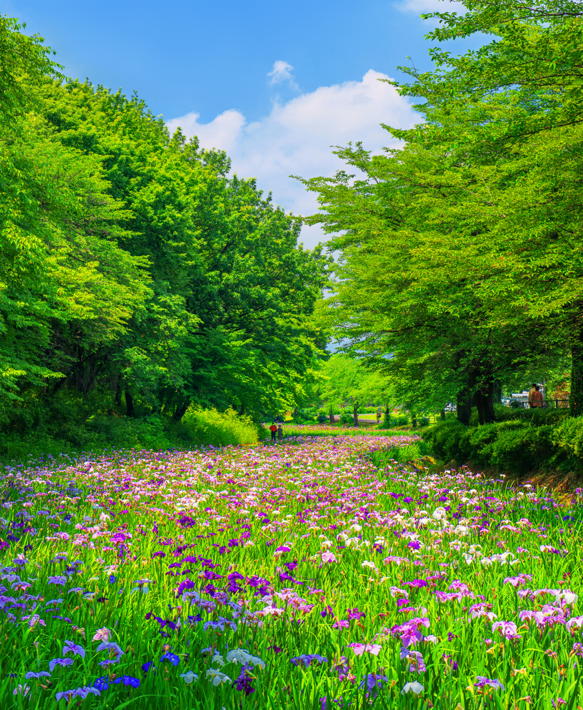 爽快花菖蒲Ⅲ