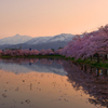 高田公園桜夕景