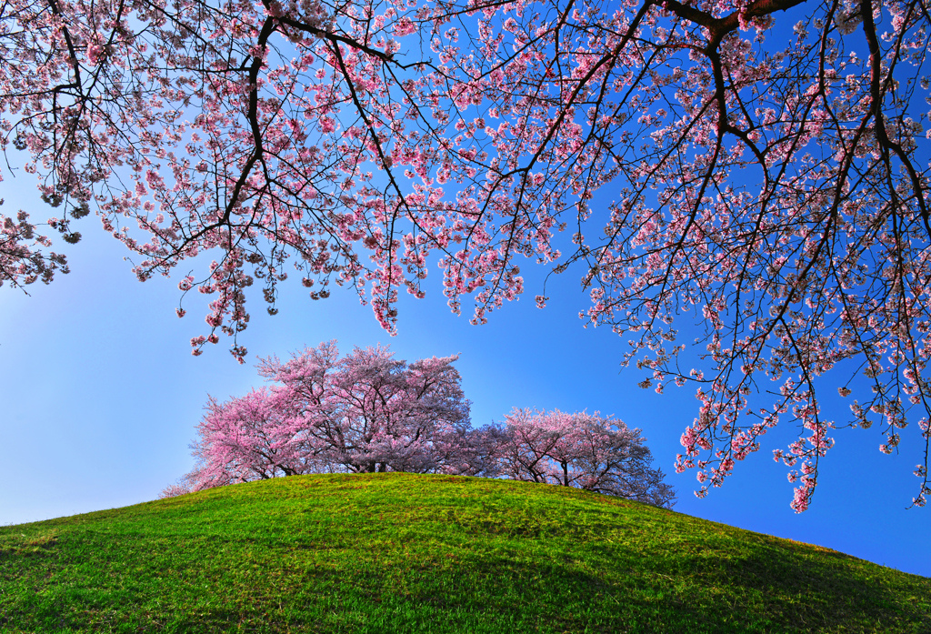 古墳に咲く桜