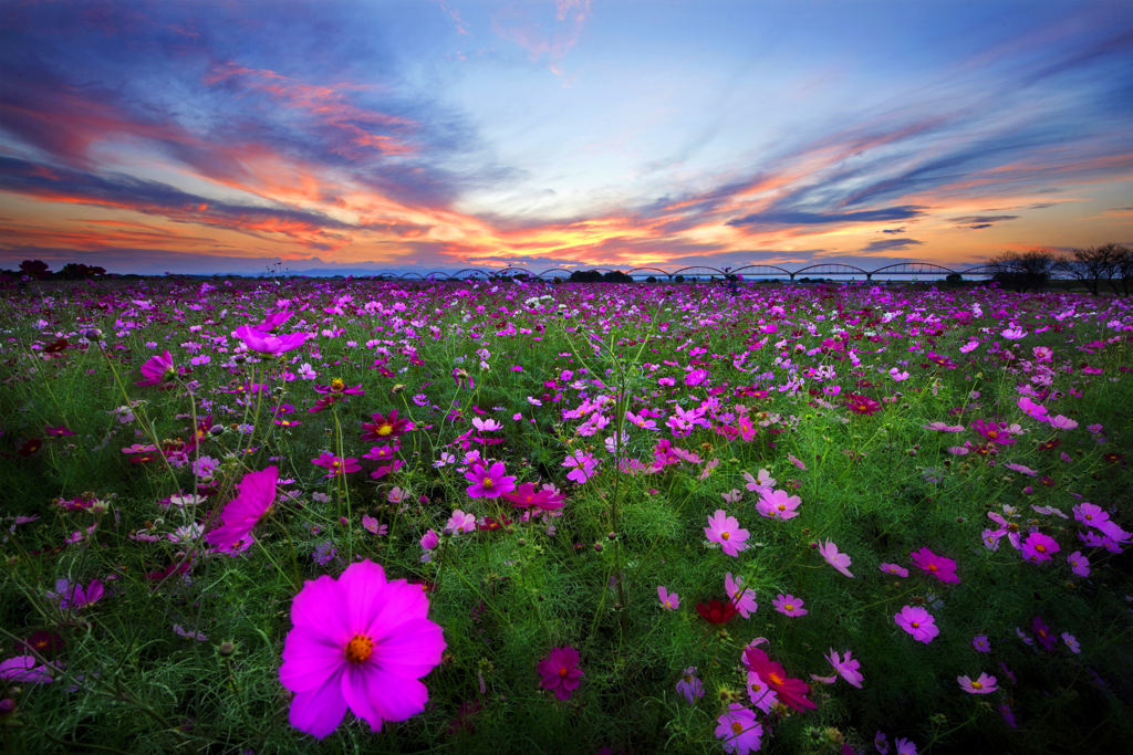 黄昏秋桜