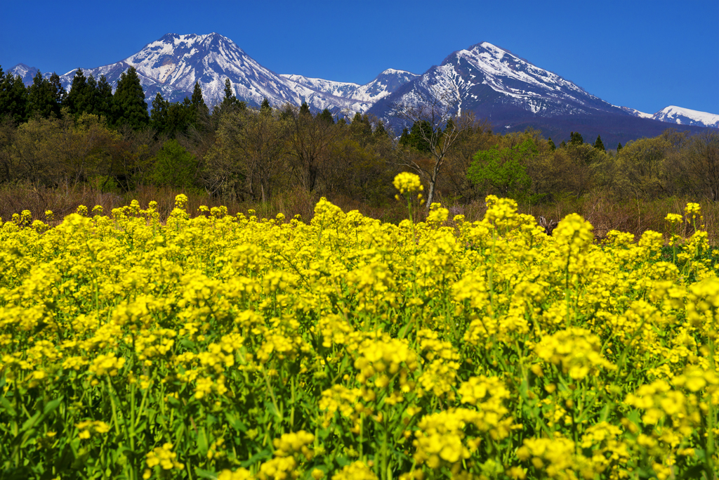 菜の花と妙高連山