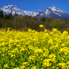 菜の花と妙高連山