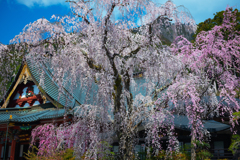 久遠寺枝垂れ桜Ⅱ