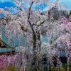 久遠寺枝垂れ桜Ⅱ