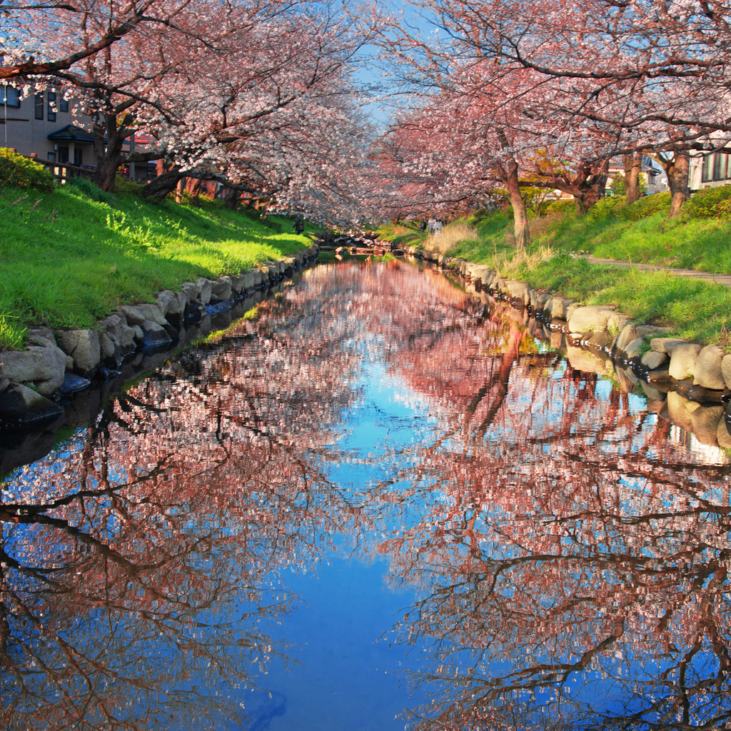 吹上桜２０２５