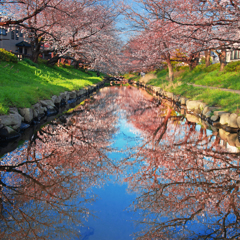 吹上桜２０２５