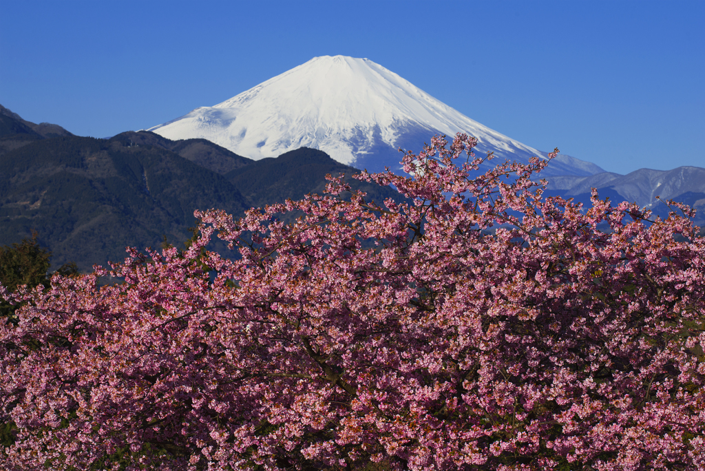 爽快な富士と河津桜