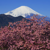 爽快な富士と河津桜