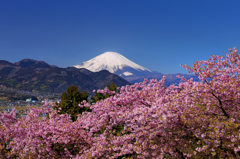 快晴の富士桜