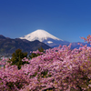 快晴の富士桜