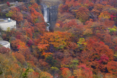 明智平の紅葉