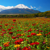 富士に咲く（百日草）