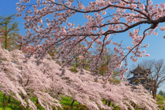 高田城桜