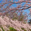 高田城桜