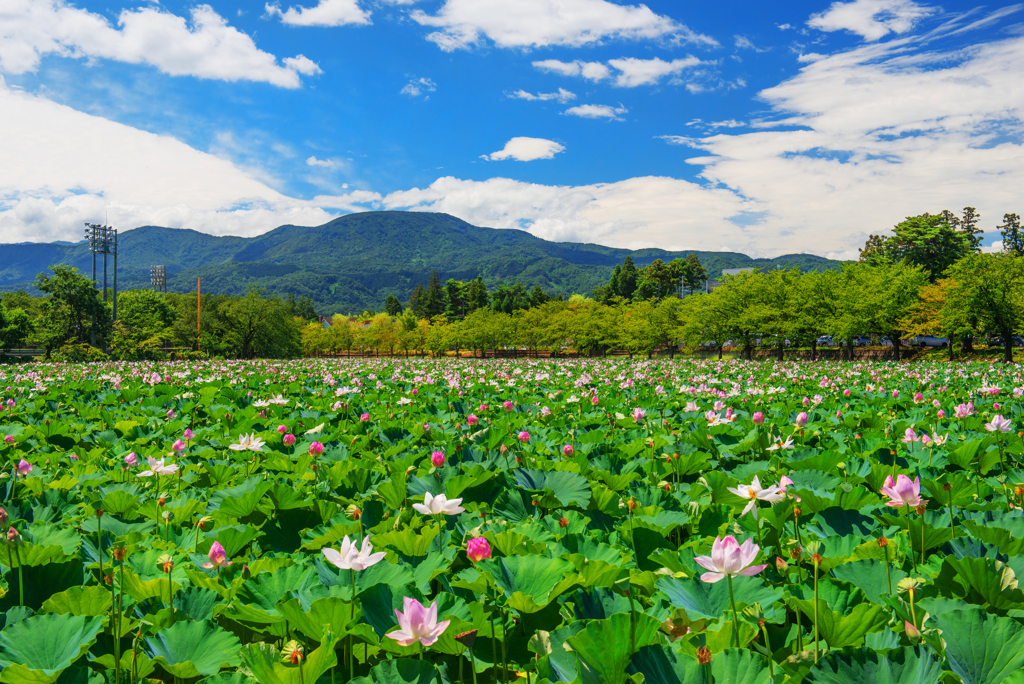 蓮のある夏風景