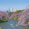 春が来た千鳥ヶ淵