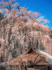 高麗神社枝垂れ桜Ⅱ