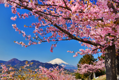 快晴の富士桜Ⅱ