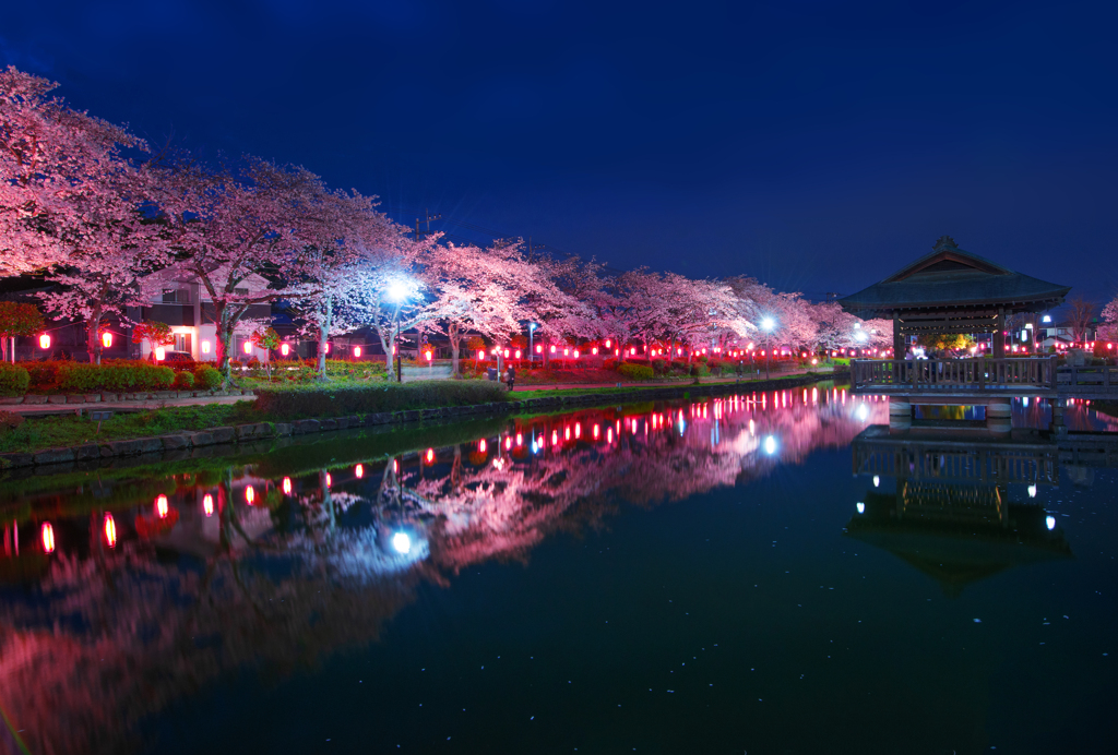 夜桜の宴