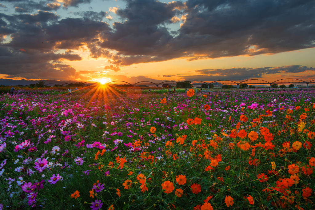 夕日のコスモス