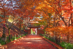 金蔵院紅葉