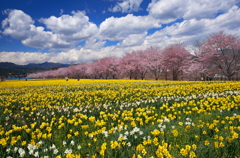 水仙咲く桜並木