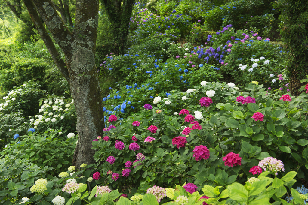 紫陽花の小道Ⅱ