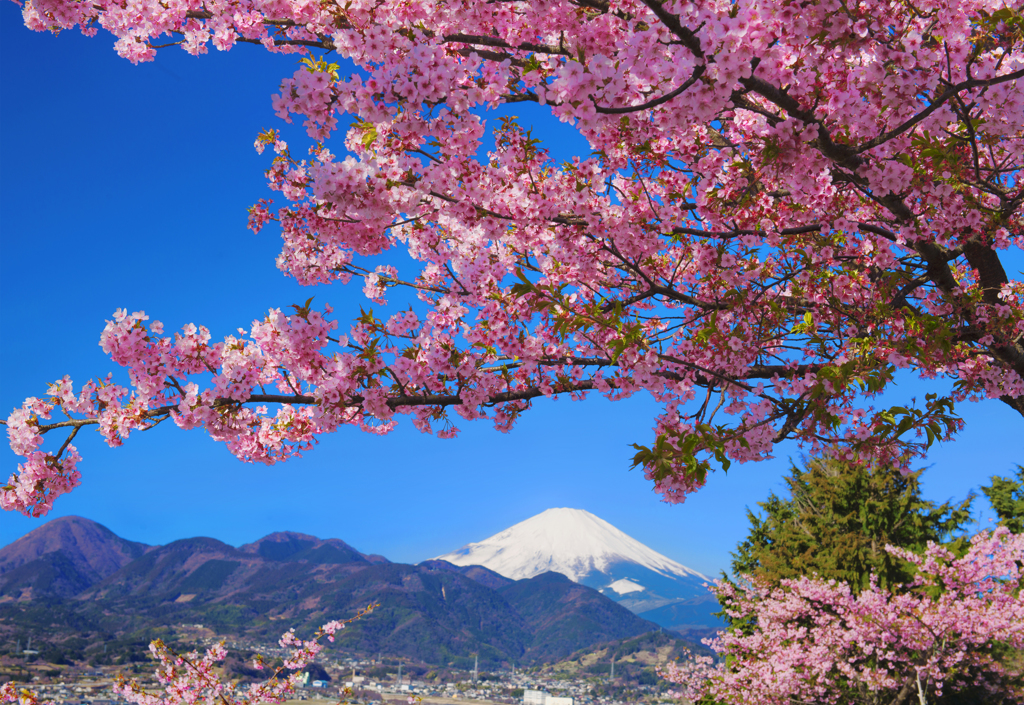 爽快な富士と河津桜Ⅲ