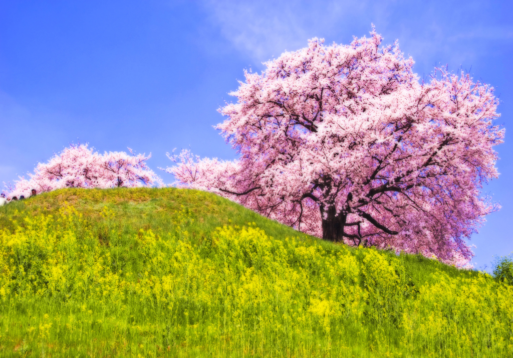 丘の上の桜