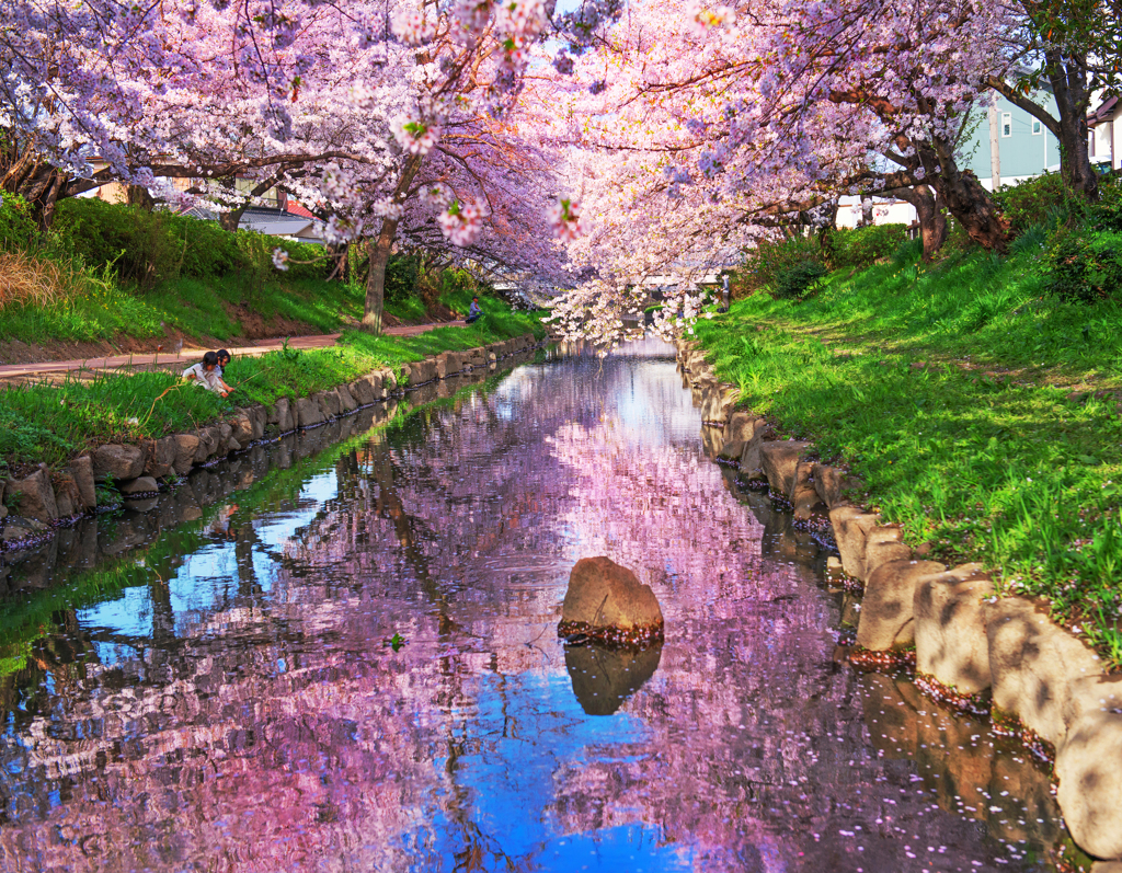 吹上桜２０２１