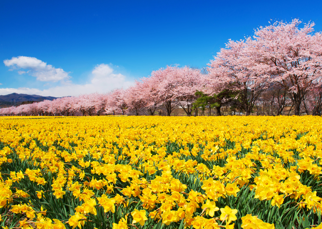 爽やかな春景をどうぞ！