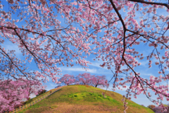 古墳に咲く桜