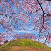 古墳に咲く桜