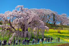 三春滝桜