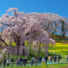 三春滝桜