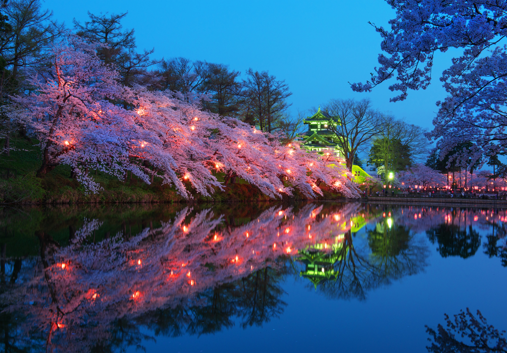 高田公園夜桜２０２２