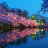 高田公園夜桜２０２２