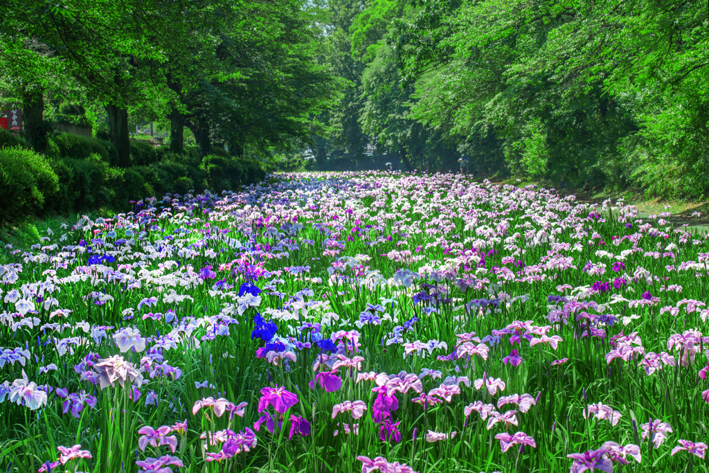 花菖蒲彩々