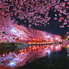 東松山夜桜祭り