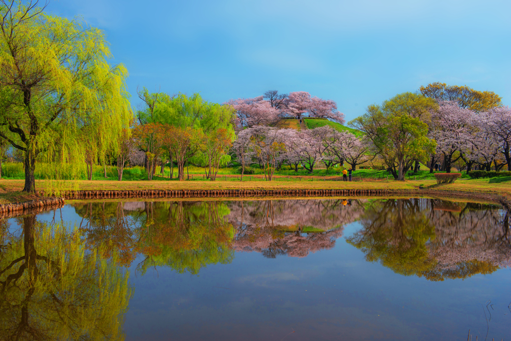 古墳桜Ⅱ